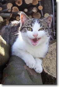 �sm�v pros�m....:-)