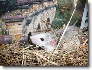 Bydlen� pod mostem..