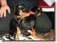 Co ti to dala pani�ka ?