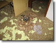 P�edv�no�n� �klid