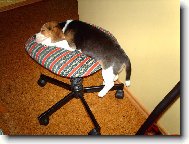 Takhle se pad� �navou na �um�k