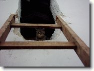 Kde jsou ty my�i... ?