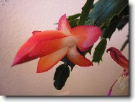 N� V�no�n� kaktus