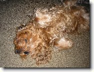 Relaxace na�eho ps�ka