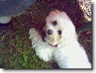 Bend�i -n� mil��ek