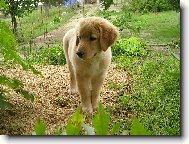 Kam zmizela ta ko�i�ka