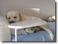 Dal�� pivo prosim