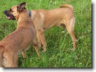 dv� t�la jedna hlava