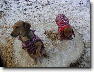 Zimn� �pac�rek