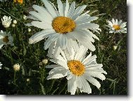 Kopretina zahradn�