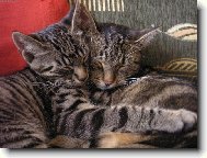 odpoledn� �lof�k