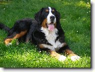 Elisa ze Stam��ic