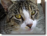 Ji��k�v kuku�