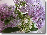 sestava kv�tu ve v�ze