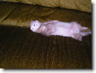 Fretka pohod��ka