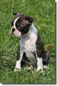 Gwendolin od Kopce Zeb�na