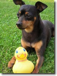 na�e miminko a "mrtv�" kachni�ka