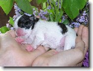 �t���tko do dlan�