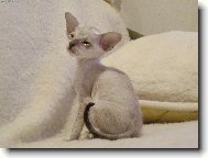 Amon R� Gusanera*CZ