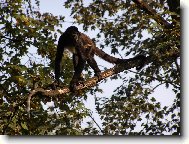 Guer�za pl�t�kov�