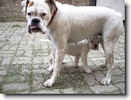 Dinu��in nov� kamar�d