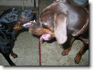 Fox��ek a jeho nev�sta Sydny