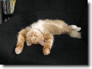 Bezstarostn� sp�nek