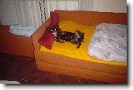 N� pes se r�d fot�