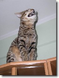 Savanov� ko�ka 6