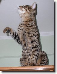 Savanov� ko�ka 7