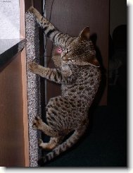 Savanov� ko�ka 8