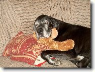 Pozor,kouk�m na v�s z ps�ho nebe