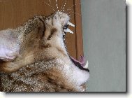 Savanov� ko�ka 9