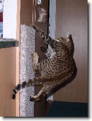 Savanov� ko�ka 10