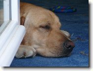 Bady m� r�d chladno