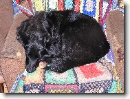 jak skladovat velk�ho psa