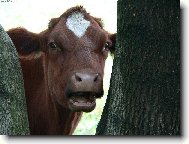 n�m� tv��?..