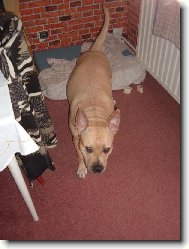 LI�KA BYSTROU�KA