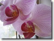 m� orchidej...