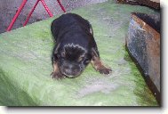 �erstv� narozen�...