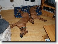 Pot�ebujem v�t�i peli�ek