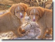 tolle�� sle�ny