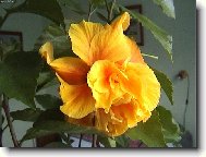 Babi��ina chlouba