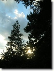 z�pad slunce v lese