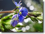 rozrazil rezekv�tek