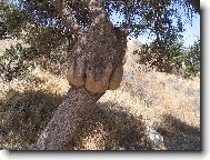 Co dovede p��roda