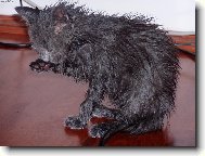 ra�i se umyju s�m, ale vodi�ku n�!!!