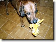 Arwin ni�� Garfielda