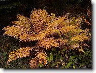 Kouzeln� zlat� kaprad�