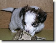 Mysl�m, �e t� nese�eru!